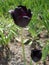 Black tulip flower \'Queen Of Night\'