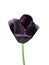 Black tulip flower \'Queen Of Night\' on a white background