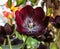 Black tulip flower. Spring garden background. Beautiful tulips growing at field. Queen of the Night tulips, otherwise