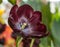 Black tulip flower. Spring garden background. Beautiful tulips growing at field. Queen of the Night tulips, otherwise