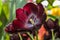 Black tulip flower. Spring garden background. Beautiful tulips growing at field. Queen of the Night tulips, otherwise known as