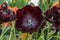 Black tulip flower. Spring garden background. Beautiful tulips growing at field. Queen of the Night tulips, otherwise known as