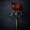 Black Tulip Iris With 24k Gold Stem And Red Sapphires