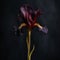 Black Tulip Iris With 24k Gold Stem And Red Sapphires