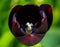 black tulip with red centers stands out against green foliage
