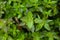 Black Tulsi or basil juice is made into many different medicines