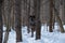 A black Tundra Wolf hiding in the trees of a forest during Winter