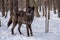 A black Tundra Wolf in the snowy forest during Winter