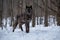 A black Tundra Wolf standing firm in the snowy forest