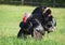 The black turkey male on meadow