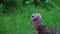 A black turkey walks among the tall green grass, a close-up head. Live beautiful turkey. Turkey for the holiday