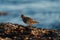 Black Turnstone feeding at seaside beach