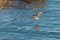 Black Turnstone flying at seaside