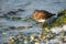 Black Turnstone resting at seaside beach