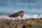 Black Turnstone resting at seaside beach