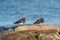 Black Turnstone resting at seaside beach