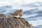 Black Turnstone resting at seaside beach