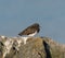 Black Turnstone resting at seaside beach