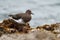 Black Turnstone resting at seaside beach