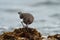 Black Turnstone resting at seaside beach