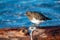 Black Turnstone resting at seaside beach