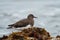 Black Turnstone resting at seaside beach