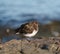 Black Turnstone resting at seaside beach