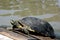 A black turtle walks out of the water on a wooden bridge in a pond. Cute and beautiful.