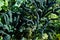 Black Tuscan kale plant