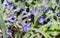 A Black Two-spotted Longhorn Bee Melissodes bimaculatus Seeks Pollen in Colorful Flowers