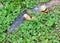 Black tyre submerged by green vegetation 1