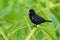 Black Variable Seedeater - Sporophila corvina passerine bird which breeds from southern Mexico through Central America to the