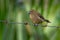 Black Variable Seedeater - Sporophila corvina passerine bird which breeds from southern Mexico through Central America to the