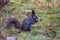 Black variant of a Eurasian red squirrel in the grass with a nut