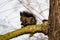Black variant of a Eurasian red squirrel sitting on the branch with a nut