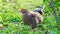 A black variegated chicken walks in the farm garden on green grass