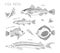 Black vector graphics of fish breeds and culinary herbs.