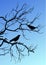 Black vector silhouettes of two birds sitting on a branch on blu