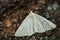 Black-veined Moth - Siona lineata