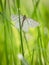 Black-veined moth Siona lineata on grass blade