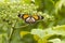 Black Veined Tiger Danaus melanippus hegesippus butterfly