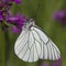 Black-veined White (Aporia crataegi)