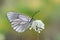 The black-veined white butterfly, Aporia crataegi