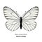 Black-veined white butterfly, Aporia crataegi, vector illustration