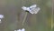 Black-veined white butterfly pollinating a white flower