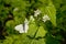 Black veined white butterfly sitting on a garlic mustard flower