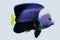 Black Velvet Angelfish