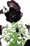 Black Velvet Petunia