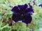 Black velvet petunia flower, close-up, plant, outdoors.