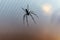 Black venomous spider hanging on web